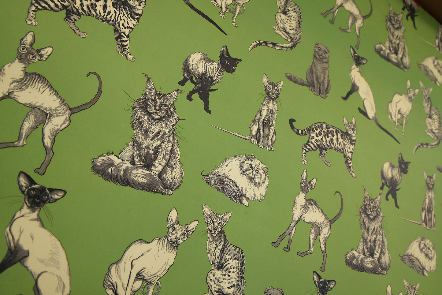 Illustrated Cat Breeds on Green Wrapping Paper 3 Sheet Roll